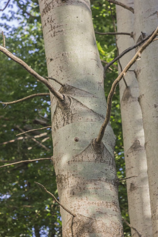 Kabyklėlė "Drebulė"